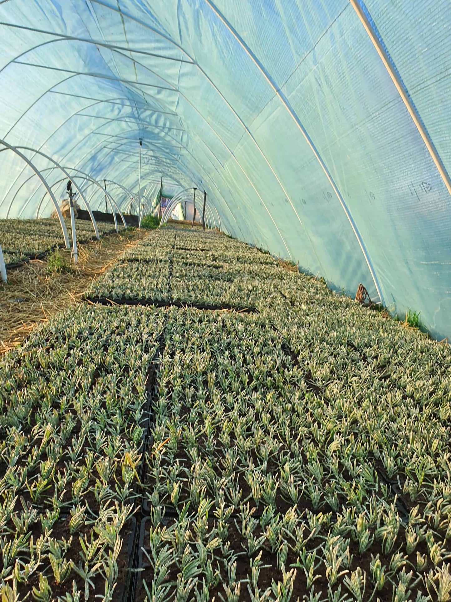 Kontejnerske sadnice - Lavandula x intermedia ’Grosso’