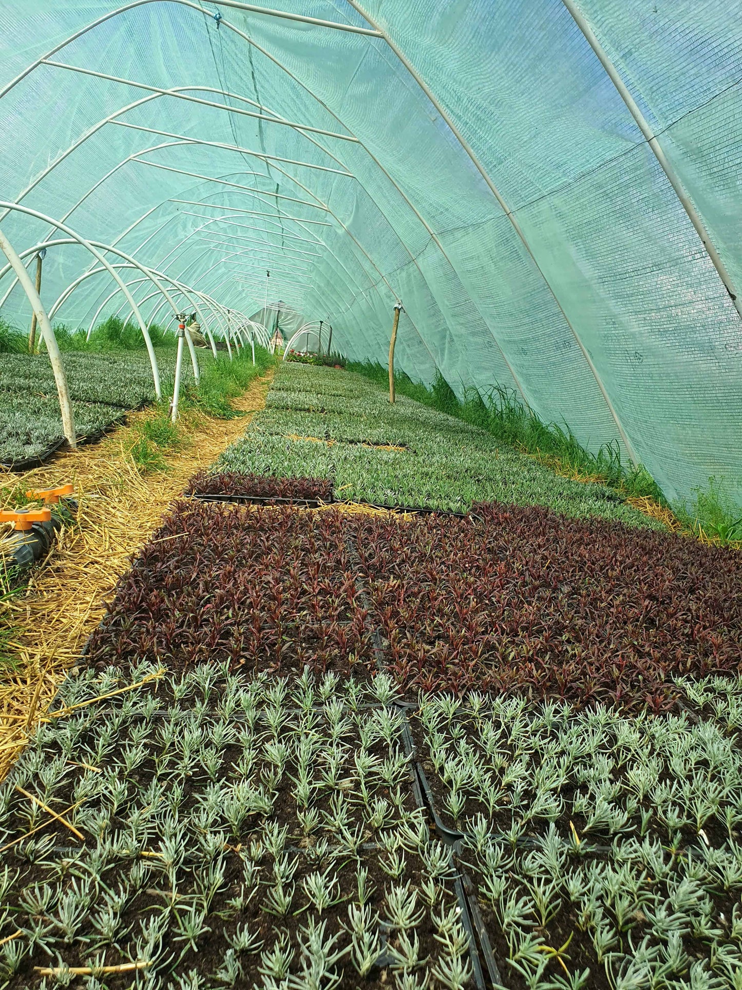 Kontejnerske sadnice - Smilje (Helichrysum italicum)