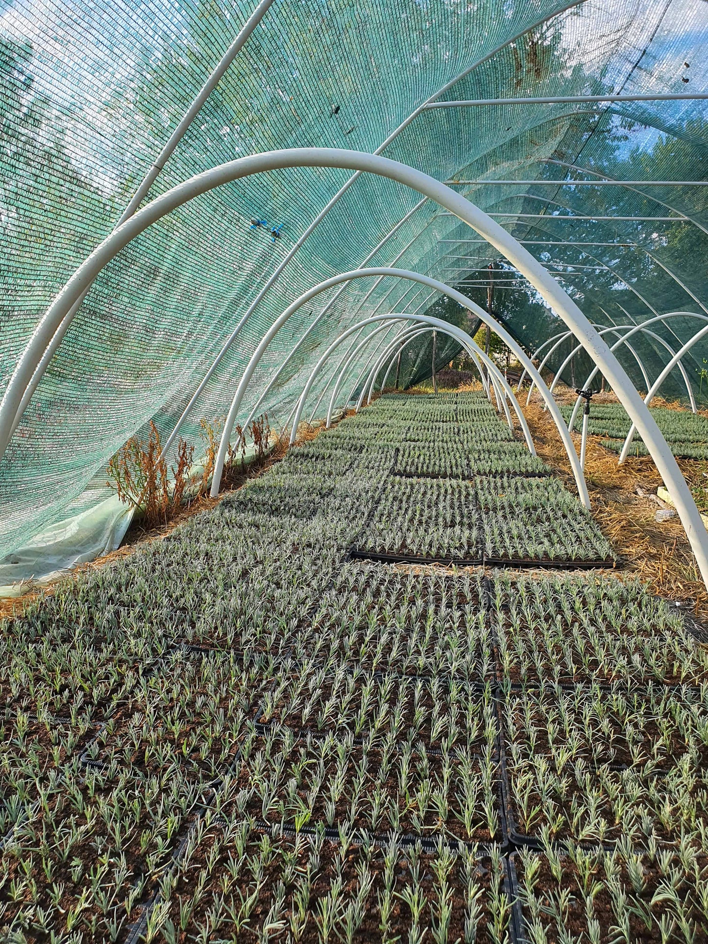 Kontejnerske sadnice - Lavandula angustifolia ’Munstead’