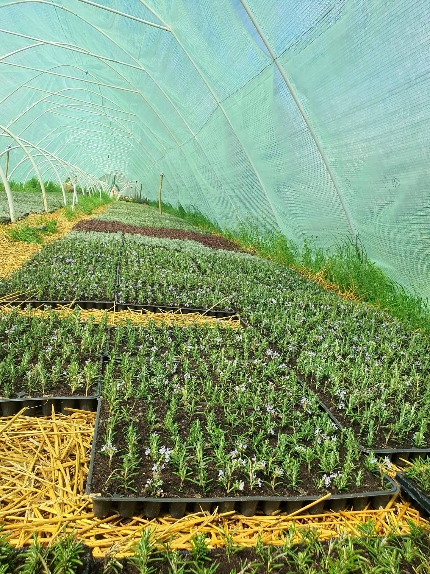 Kontejnerske sadnice - Rosmarinus officinalis