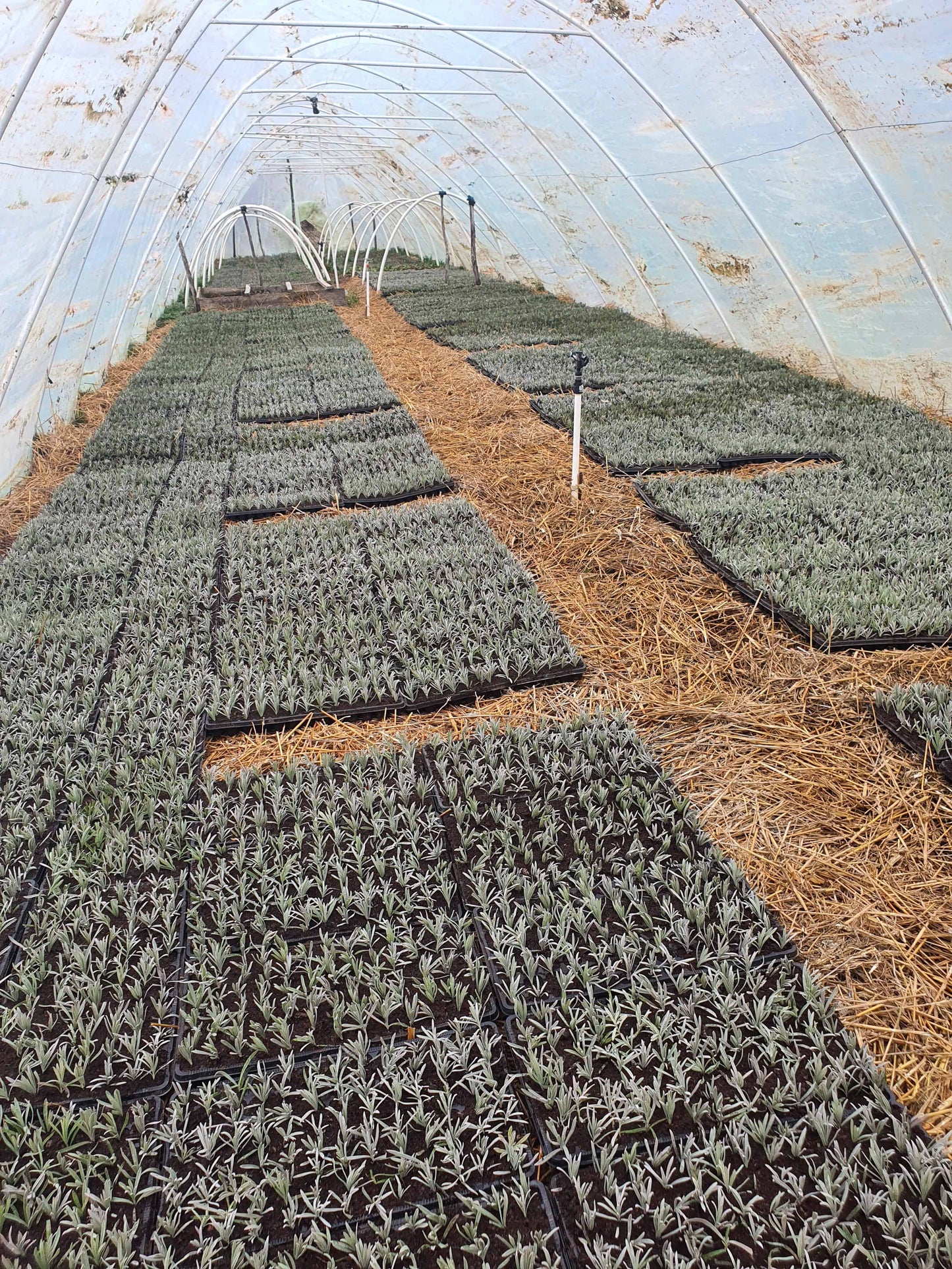 Kontejnerske sadnice - Lavandula angustifolia ’White’