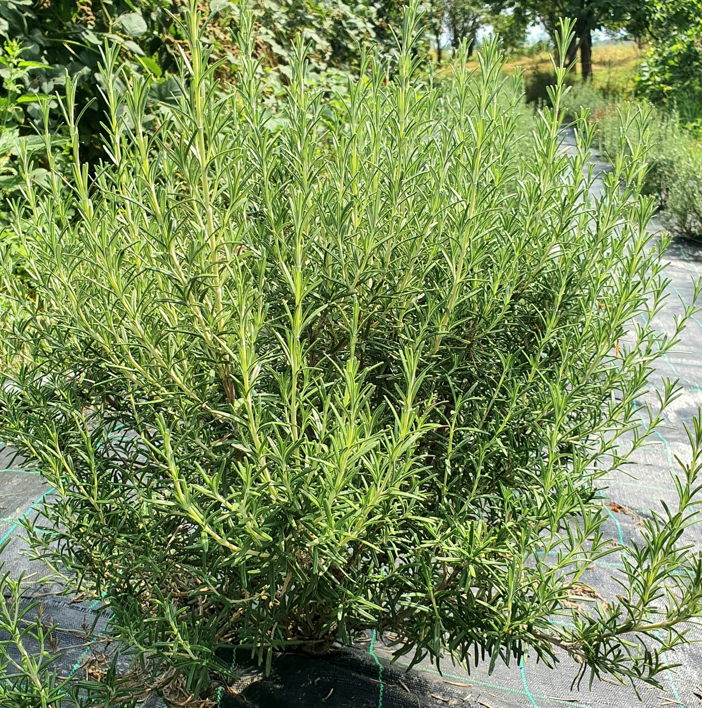 Rosmarinus officinalis – Ružmarin