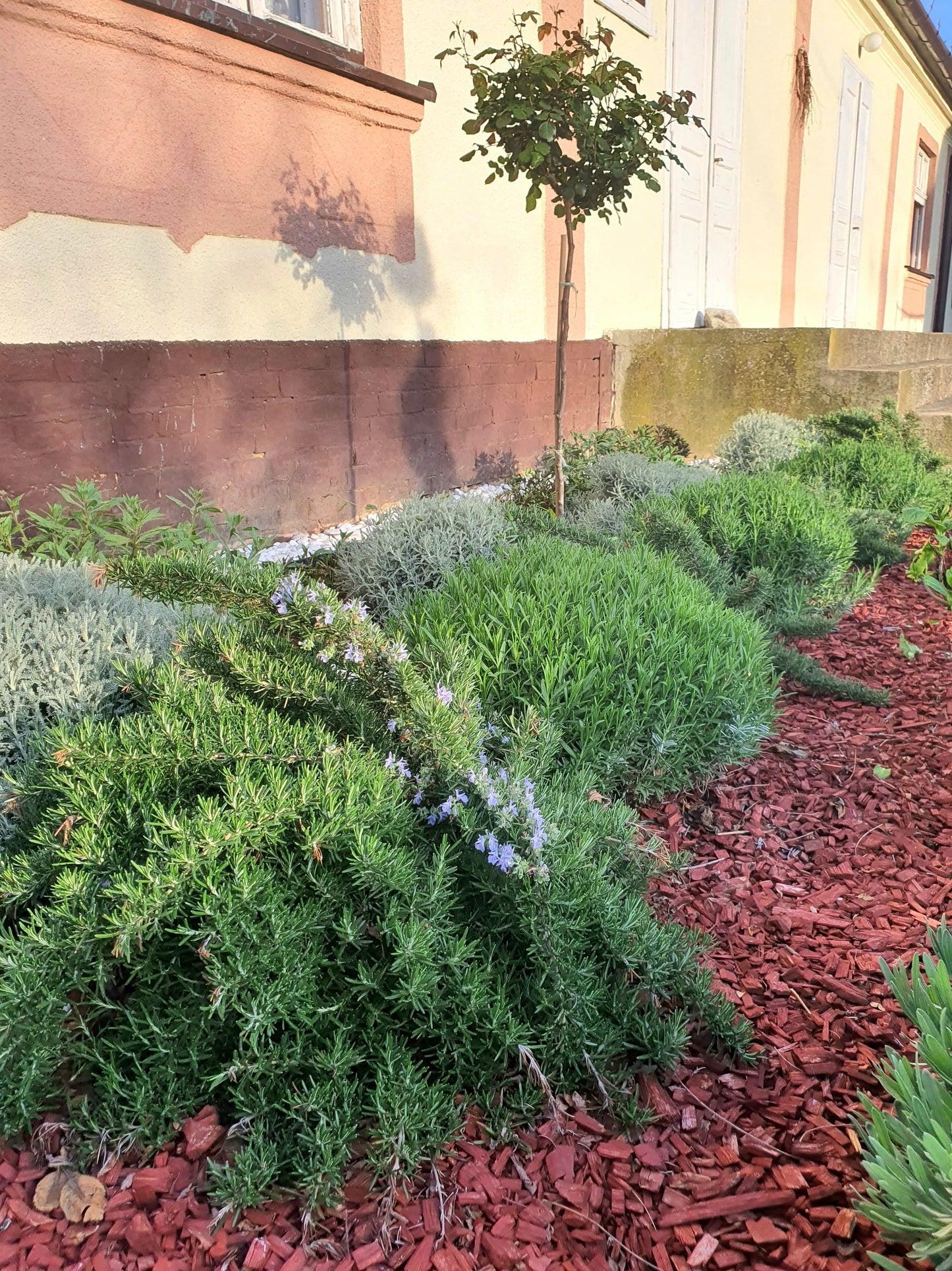 Rosmarinus officinalis 'Prostratus' – Puzavi ružmarin