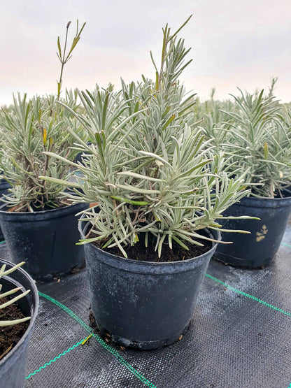 Lavandula x intermedia 'Grosso'