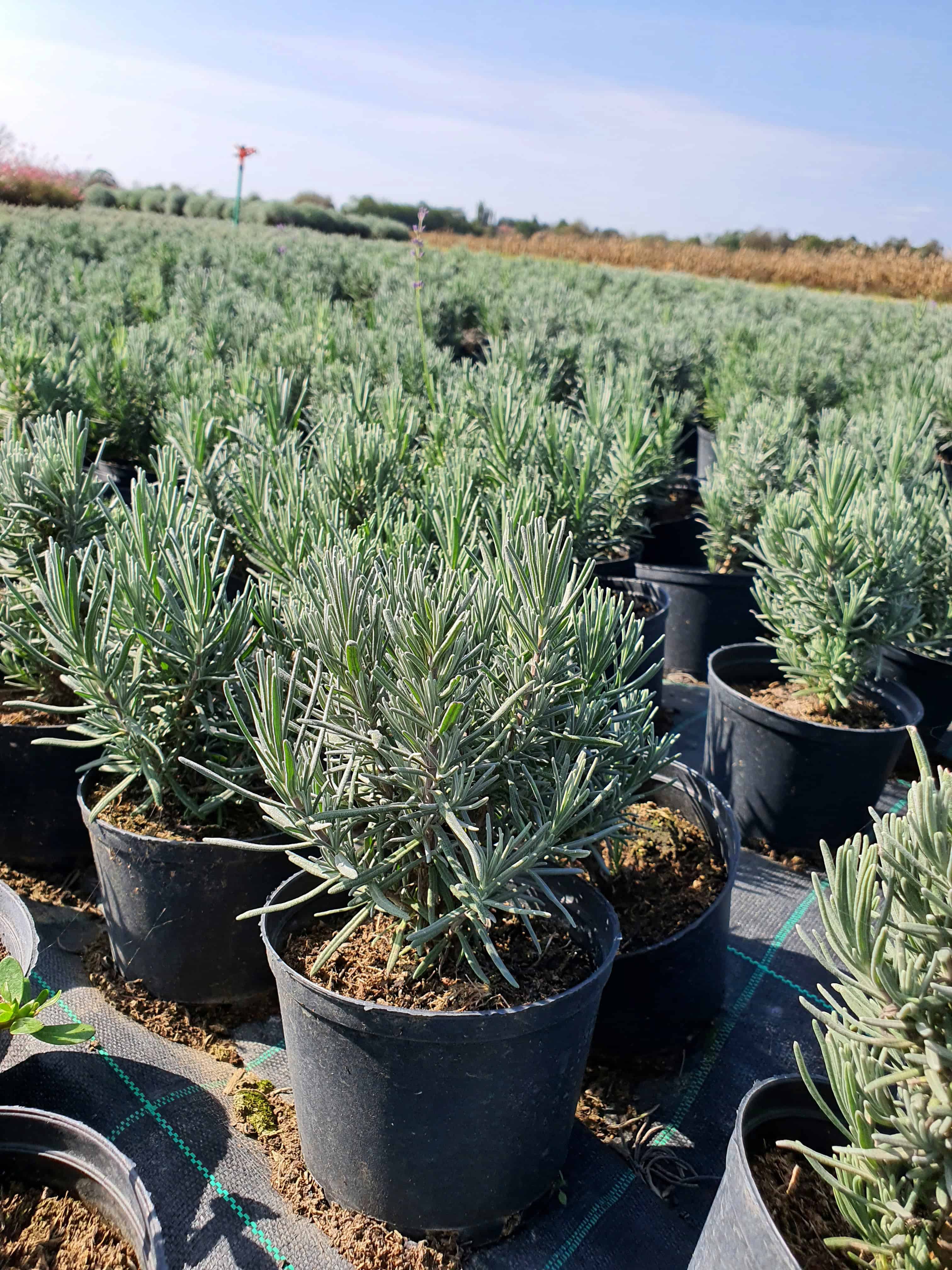 Lavandula angustifolia ’Munstead’