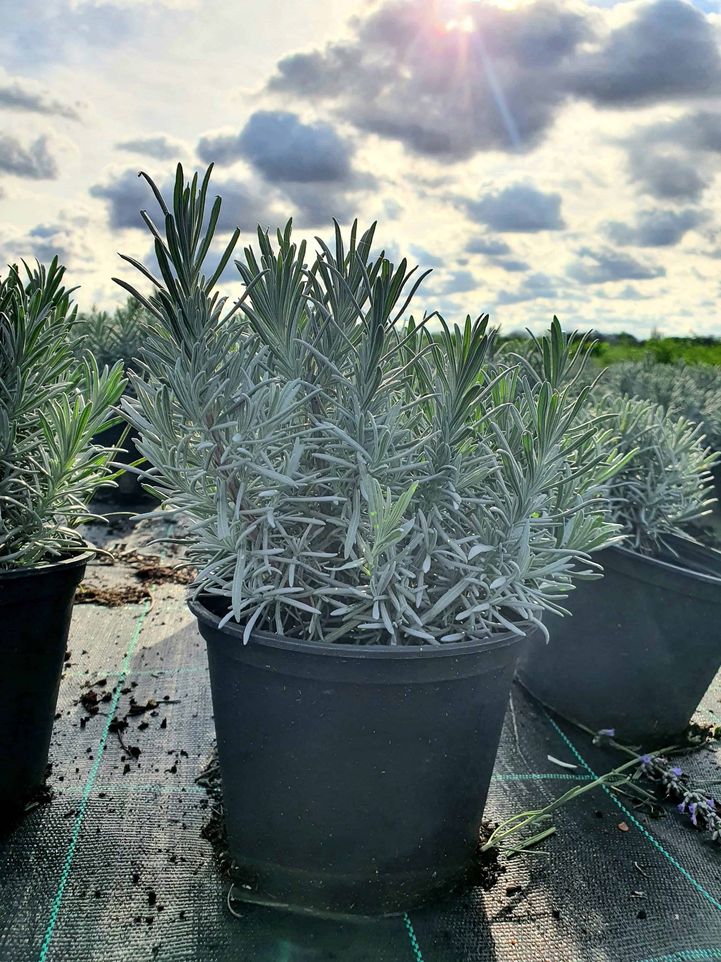 Lavandula x intermedia 'Grosso'