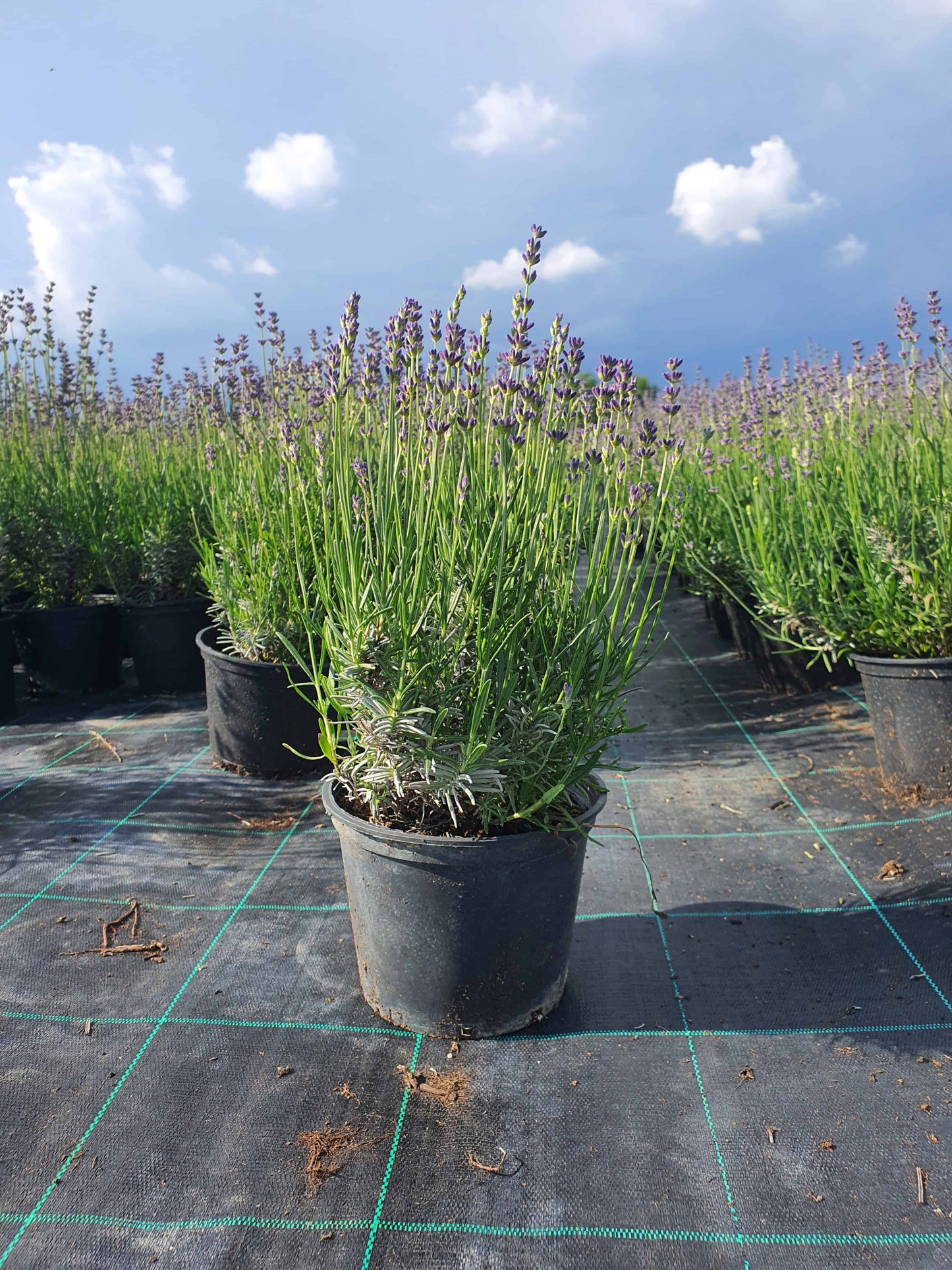 Lavandula angustifolia ’Munstead’