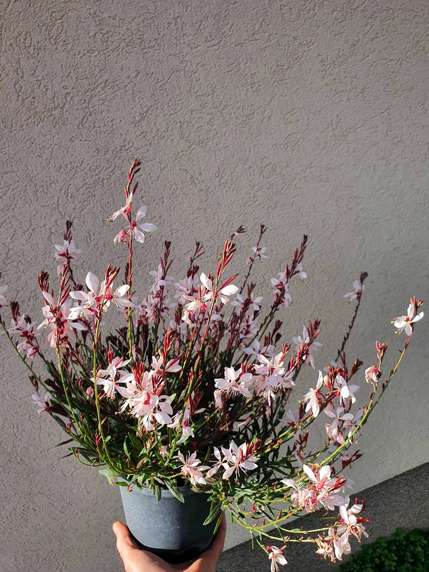 Gaura lindheimeri ’Emmeline Pink Bouquet’