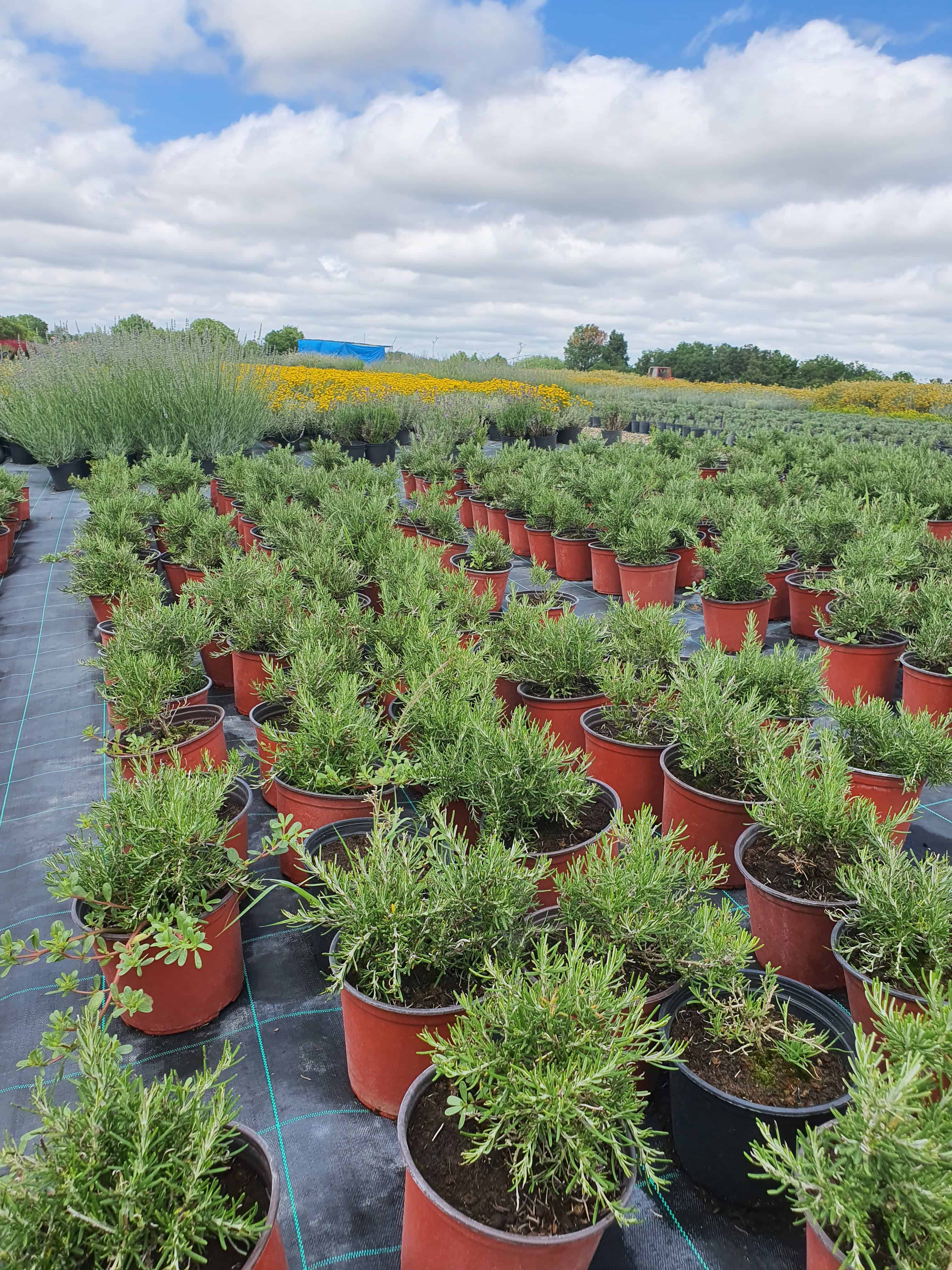 Rosmarinus officinalis 'Prostratus' – Puzavi ružmarin