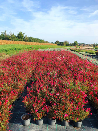 Gaura lindheimeri ’Siskiyou Pink’