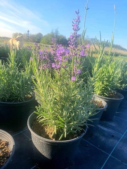 Lavandula angustifolia 'Vera'