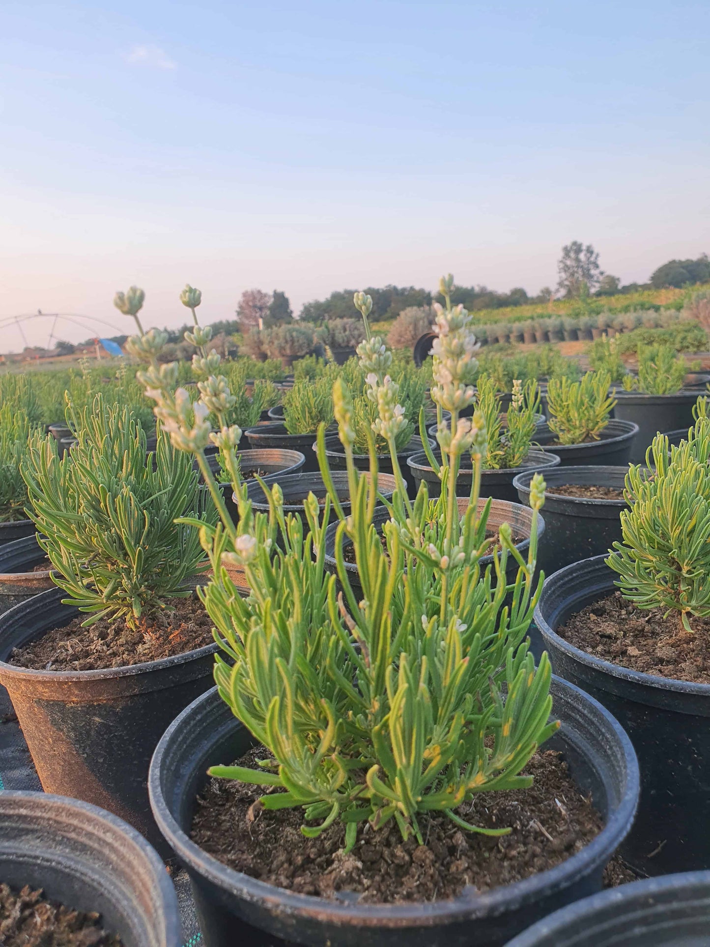 Lavandula angustifolia ’White’