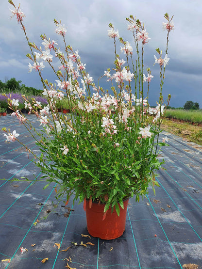 Gaura lindheimeri 'Emmeline White'