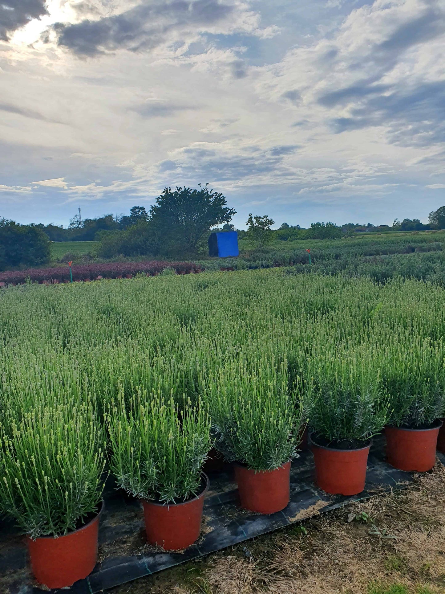 Lavandula angustifolia ’Munstead’