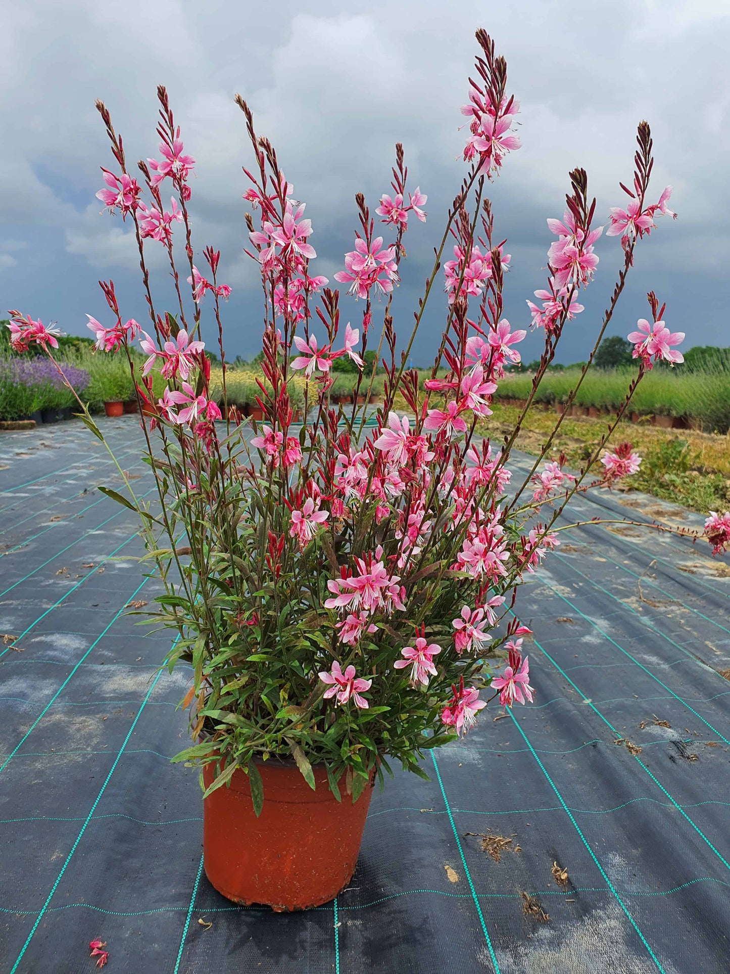 Gaura lindheimeri ’Emmeline Pink Bouquet’