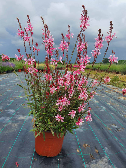 Gaura lindheimeri ’Emmeline Pink Bouquet’