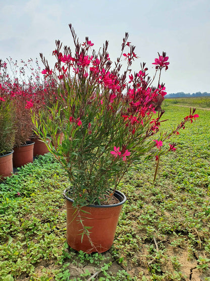 Gaura lindheimeri ’Siskiyou Pink’