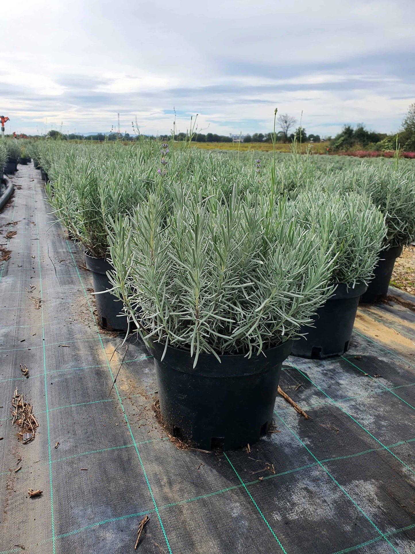 Lavandula x intermedia 'Grosso'