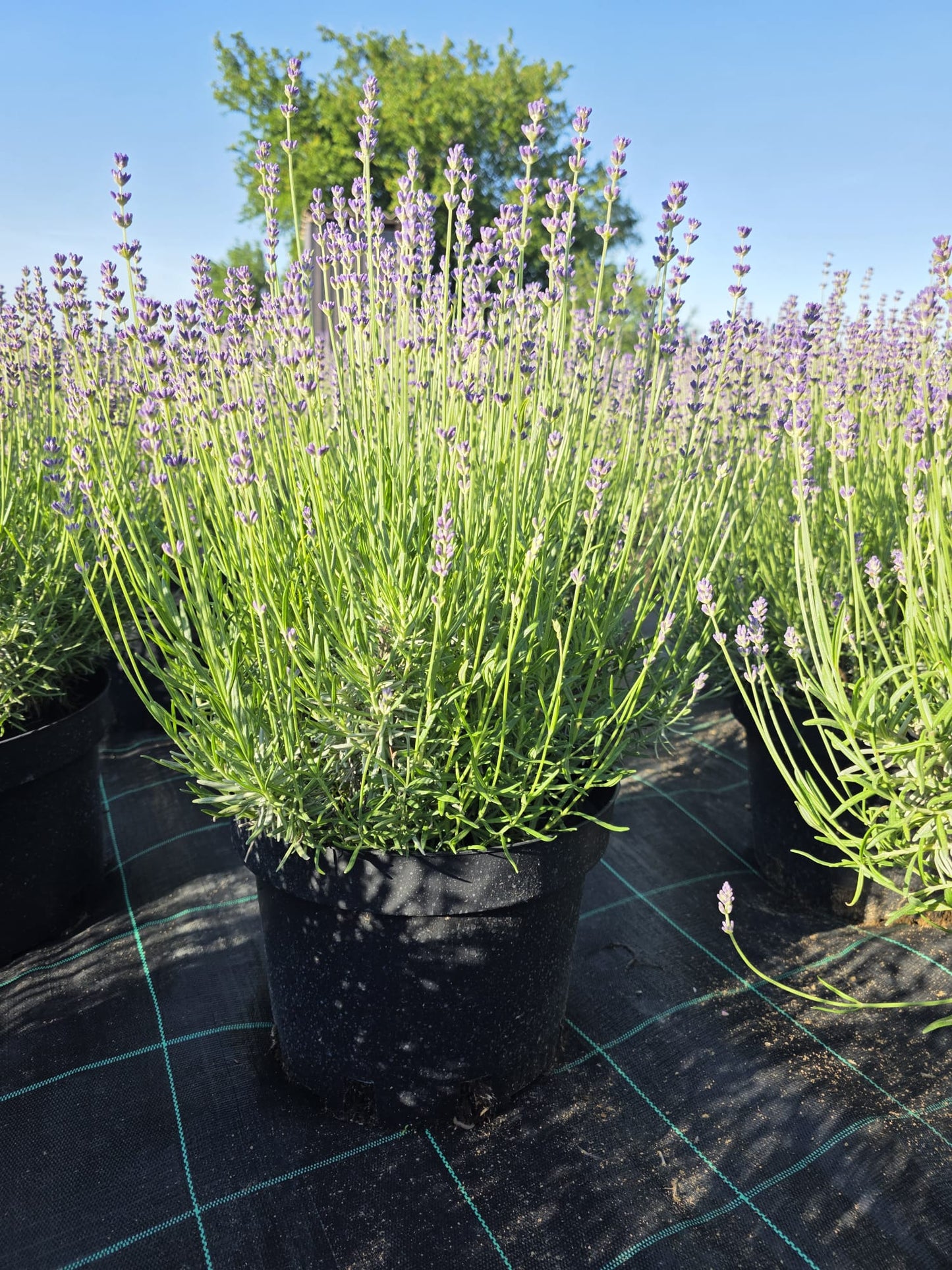 Lavandula angustifolia ’Munstead’