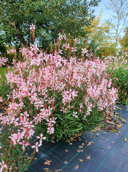 Gaura lindheimeri ’Emmeline Pink Bouquet’