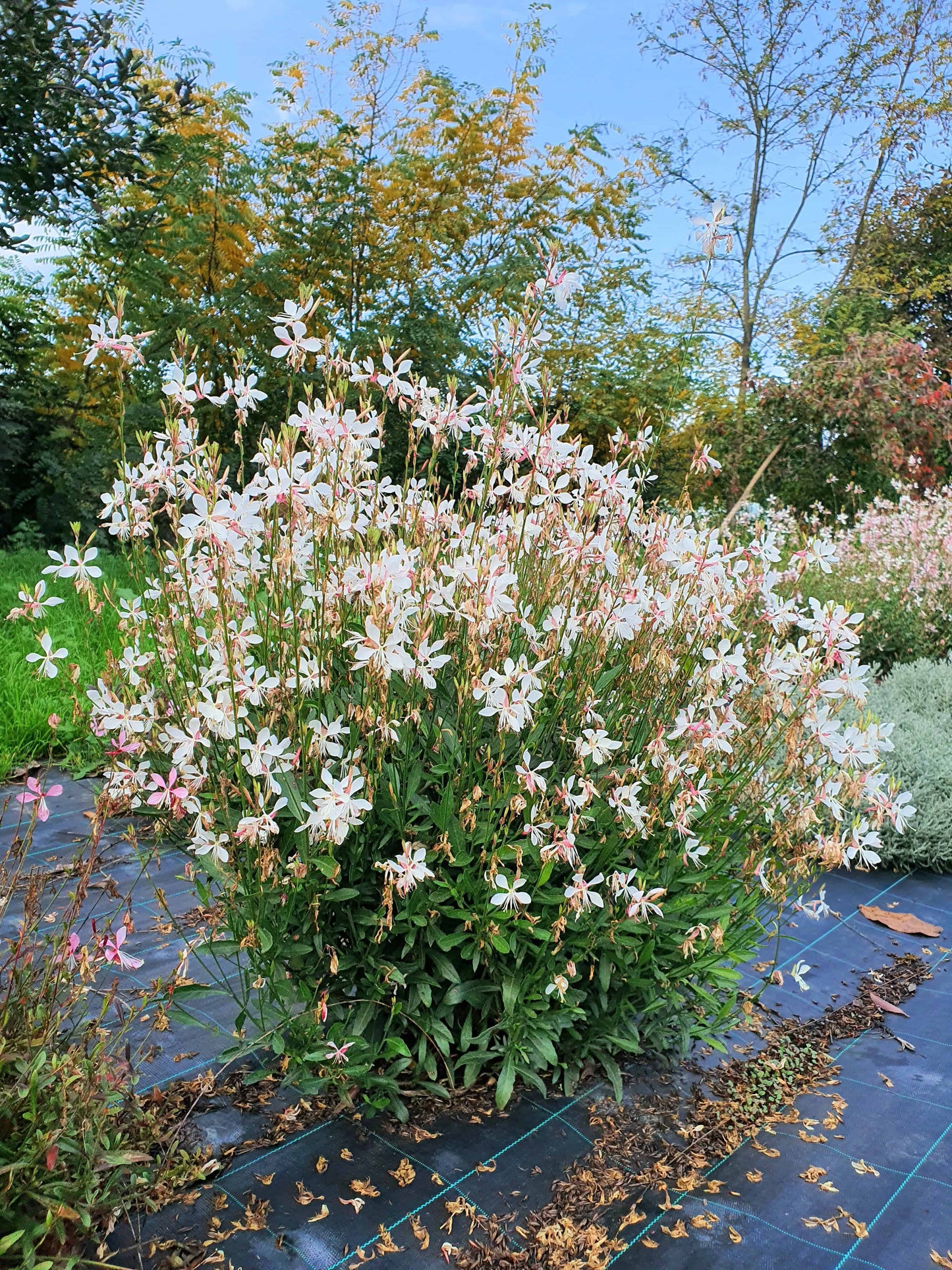 Gaura lindheimeri 'Emmeline White'