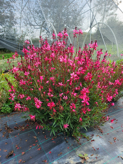 Gaura lindheimeri ’Siskiyou Pink’