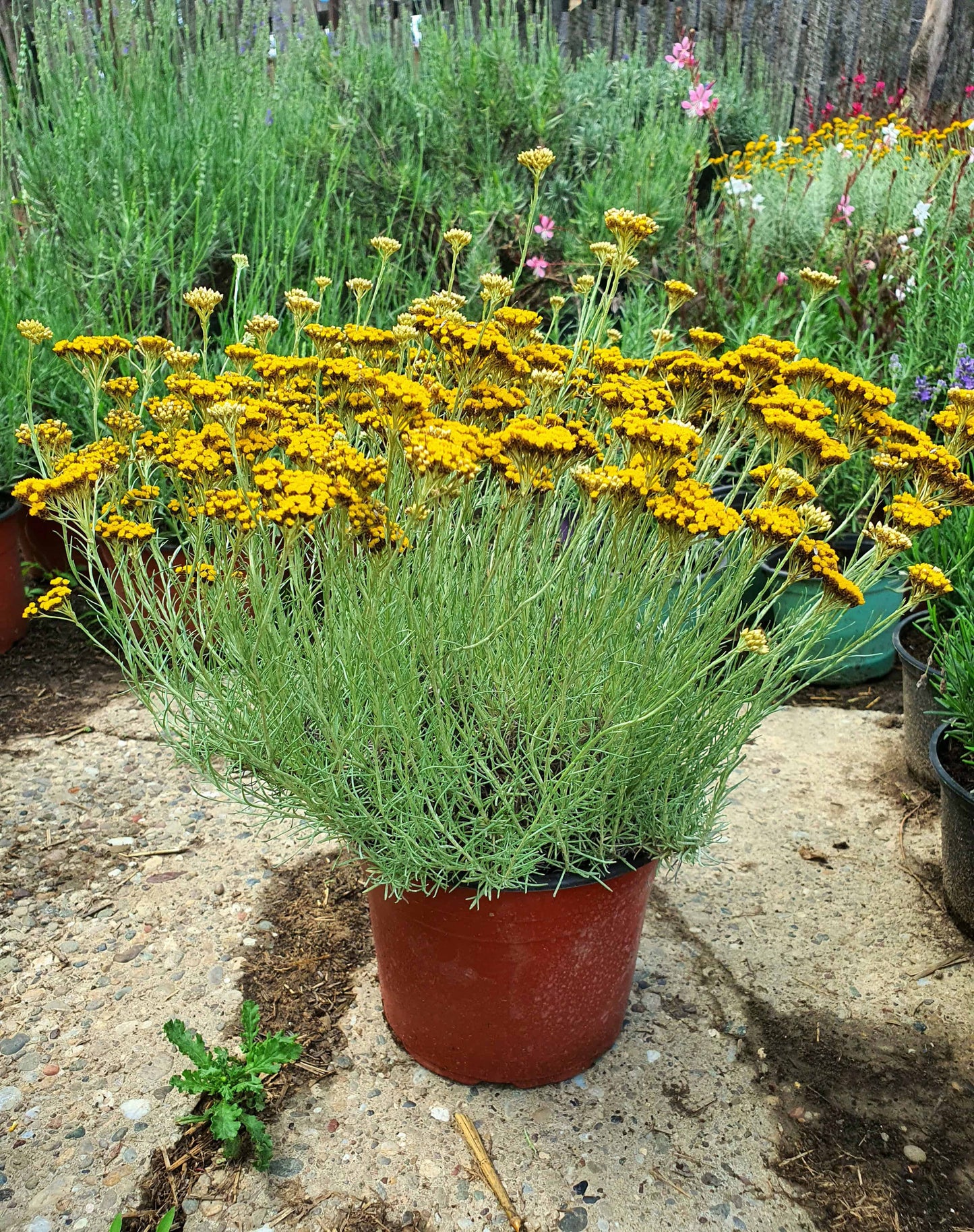 Helichrysum italicum ( Smilje )