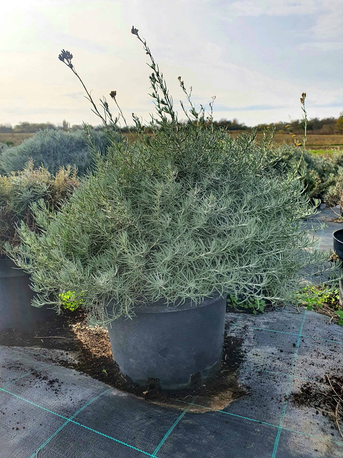 Helichrysum italicum ( Smilje )