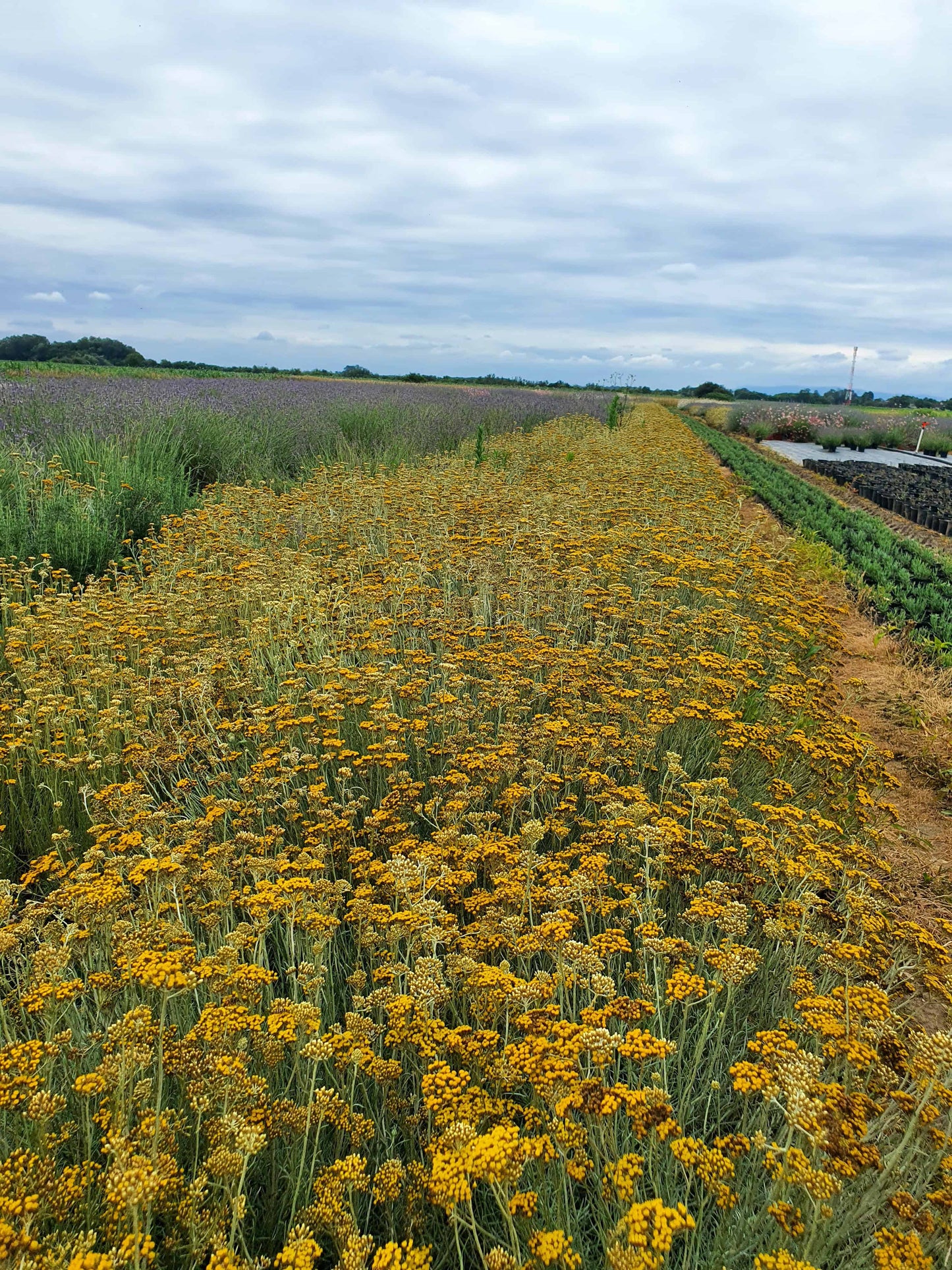 Helichrysum italicum ( Smilje )