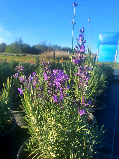 Lavandula angustifolia 'Vera'