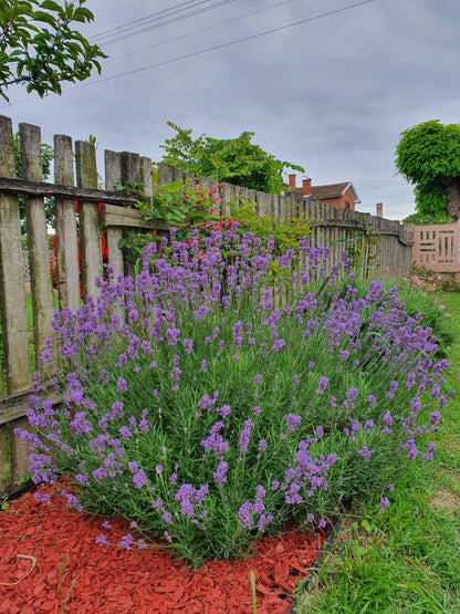 Lavandula angustifolia ’Munstead’