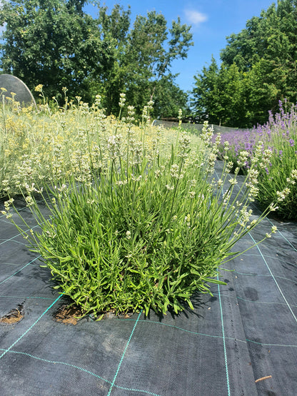 Lavandula angustifolia ’White’