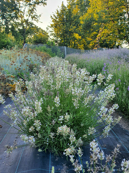 Lavandula angustifolia ’White’