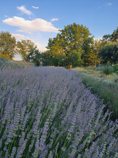 Lavandula x intermedia 'Grosso'