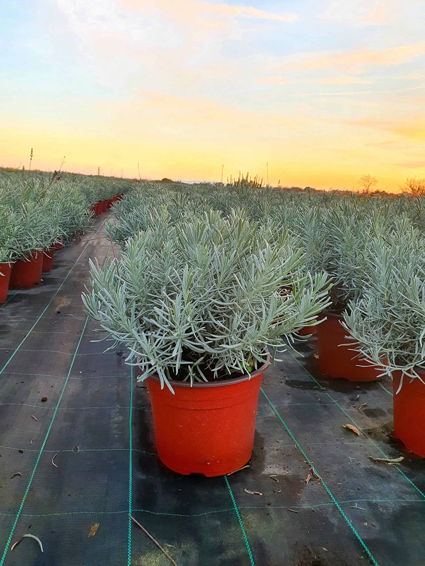 Lavandula x intermedia 'Grosso'